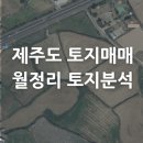 월정리 Daum카페
