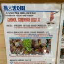 인천 대방어 찐 맛집 추천!! 싱싱회예찬 내돈내산 후기