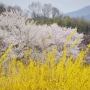 담양고등학교 이미지