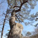 성주 만귀정 이미지