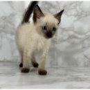 강아지분양 더펫 이미지