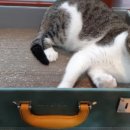 라임고양이 이미지