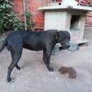 날으는돈까스 이미지