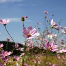 코스모스 이미지