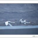 백조 - 제주시 산지로 39 | 백조