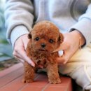 야은로-5 | 구미강아지분양 따뜻한 분양 후기