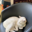 고양이 기숙사 | 마스코트 고양이가 있는 런던 기숙사 실제 방문 후기!