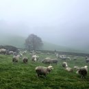 도하목장 | [25강원]2박3일 가족여행 DAY1 일정 추천 - 양떼목장, 도깨비촬영지, BTS버스정류장촬영지