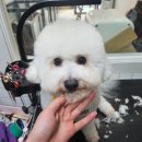 개멋 애견미용 이미지