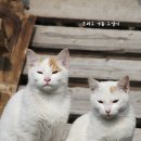 구름위의고양이 이미지