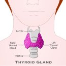 남양편안한내과의원 | "피로·체중 변화, 혹시 갑상선 이상? 광교제일내과외과에서 알려드립니다