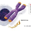 선천가설 이미지