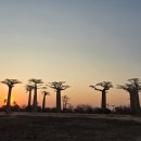 바오밥나무 이미지