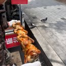 [탄천 / 금곡동] 까치마을 옆 탄천에서 즐긴 벚꽃놀이와 전기구이 통닭