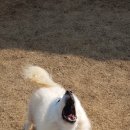 러브독애견카페 이미지