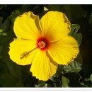 샤론의꽃 이미지