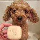 휴먼앤펫 이미지