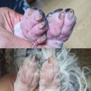 어썸펫 동물병원 이미지