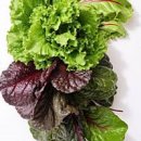 통풍 요산수치 낮추는법 음식 이미지