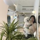 멍돌핀 이미지
