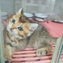 캣츠앤몬스터 이미지