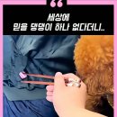 내가할개 이미지