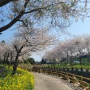 서홍동-12 | [제주도 여행]제주도 벚꽃 실시간 후기,카페 텐저린,홉히,웃물교,장전리 왕벚꽃,집에 안갈래~