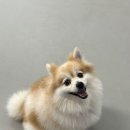 똥강아지 이미지