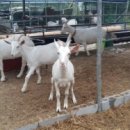 고성리산양목장 이미지