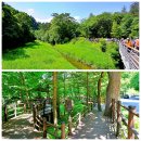 포천 국립수목원/남양주 봉선사/포천 고모저수지 (&#39;24.6.16) 이미지