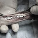 속초삼성동물병원 이미지