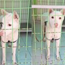 대해 초등학교 이미지