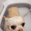 반짝반짝내작은개 이미지