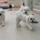 오늘도 해맑개 이미지