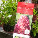 레드라이트 이미지