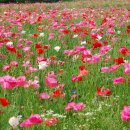 낙천농장 이미지