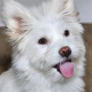 사랑방켄넬 | 사랑방 손님맞이 후기&#34;유기견 입양-3&#34;