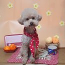 늘 예쁘개 이미지