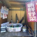 2025년 11월1일~5일//일본 후지산＜가을 단풍여행＞4 [시모베 - 센즈 - 이카와 - 카와네] 이미지