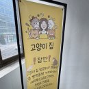 고양이집 | 안양역 안양일번가 데이트추천 유기묘카페<고양이집>내돈내산 후기!