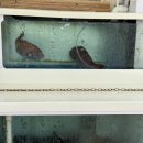 주문진터미널 | 📍강릉 주문진에서 먹은 인생 물회! 주문진백년횟집 솔직후기 (주문진물회 맛집 추천)