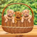 숲속실로암어린이집 이미지