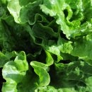 상추 카카오 검색결과