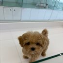 건강생활태안지점 | 태안강아지분양 확실히 다른 말티푸