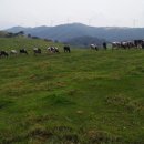 건지목장 이미지