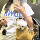 이노동물병원 이미지