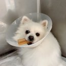 품 동물병원 이미지