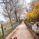 하늘아래 첫동네 꿩밭 | [안양 학의천 실시간] 벚꽃과 개나리의 노란 선율, 주차 꿀팁과 달리와의 일요일 아침 산책 🌸