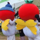 세도농장 | 4월 부여 황산대교 유채꽃 방울토마토 축제 방문 후기 - 방울 토마토 맛보고 봄꽃 산책과 체험을 한 번...