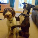 행복한개 이미지